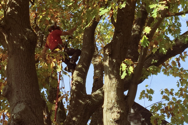 Ein Baumfäller klettert im Baum mit Seilsicherung.