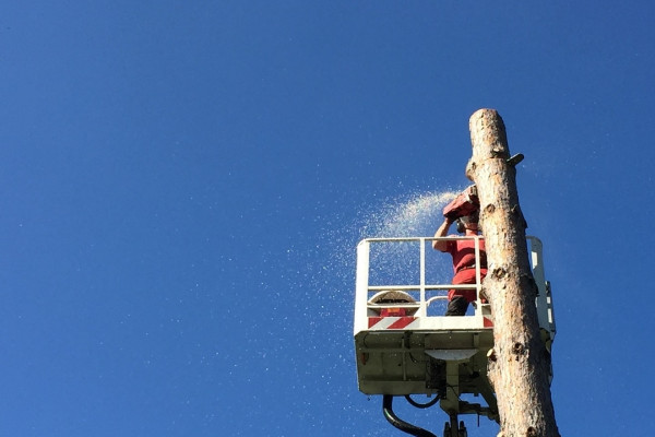 Ein Baum wird mit Hilfe einer Hubarbeitsbühne gefällt.