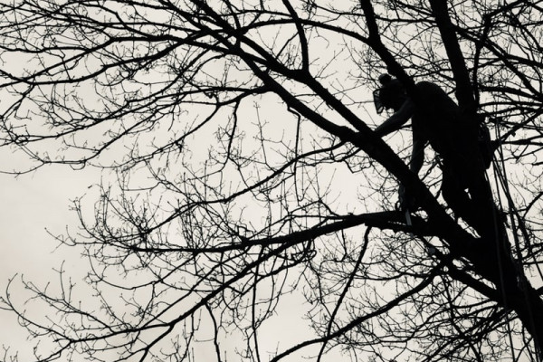 Ein Baum wird mit Hilfe der Seilklettertechnik gefällt